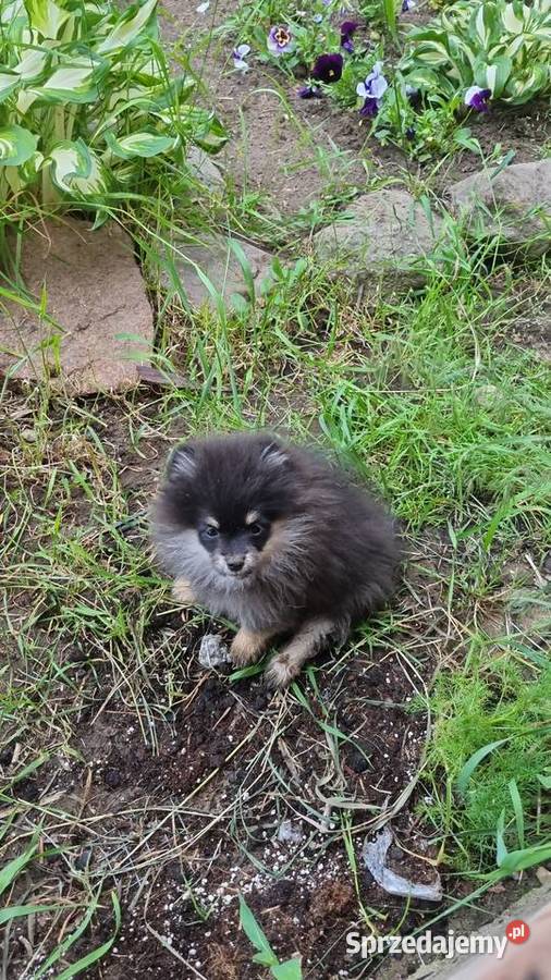 Szpic miniaturowy pomeranian malutki Zakrzewo