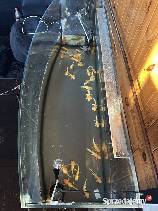 Axolotl Aksolotl Salamandra Meksykańska Kępno