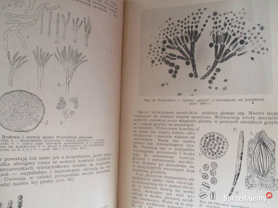 Podstawy mikrobiologii przemysłowej J Paluch Łódź