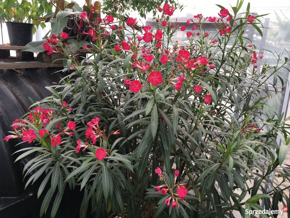 Złoty oleander Rośliny Brzeźnica