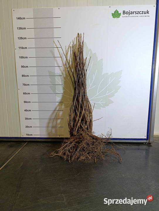 Sadzonki porzeczki białej BlankaBiała z Juteborg Stary Pożóg sprzedam