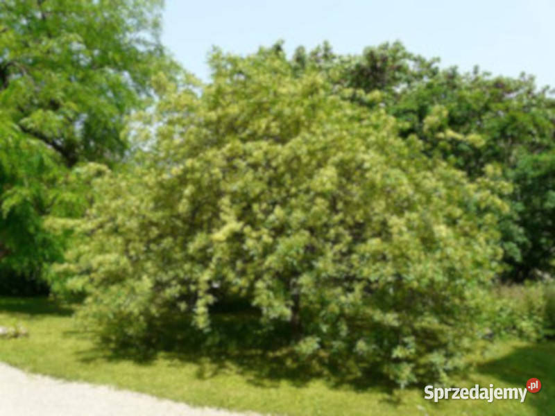 PARCZELINA TRÓJLISTKOWA Ptelea trifoliata Lubanie sprzedam