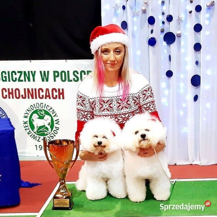 szczenięta bichon frise z rodowodem FCI Warszawa