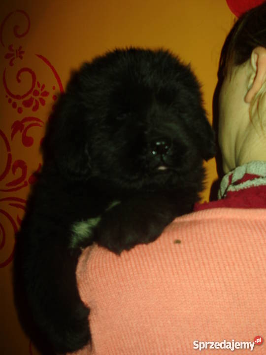 nowofundlandniufki z rodowodem FCI Krotoszyn