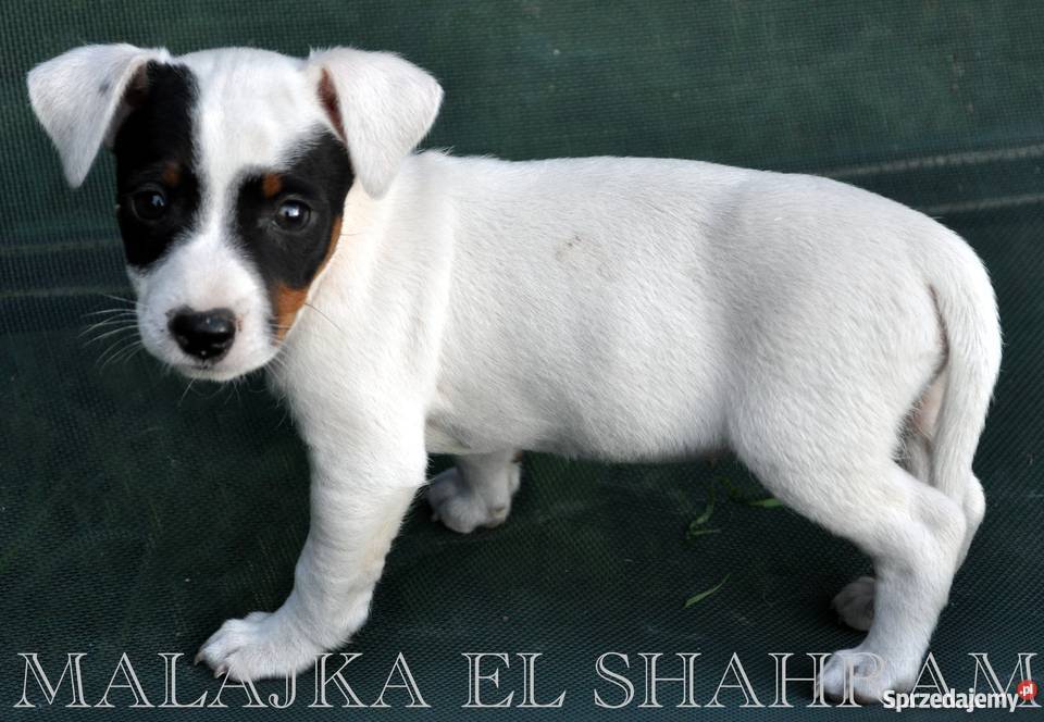 SUCZKA Jack Russell Terrier na KRÓTKICH nóżkach