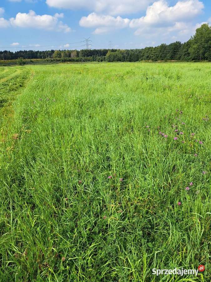 Siano w balotach koni baloty siana koni bydła śląskie Siewierz