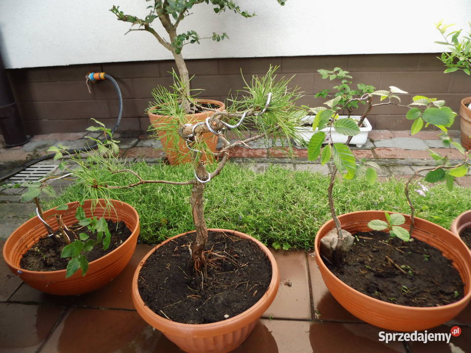 Bonsai Druty Rusztowania Modelowanie drzewek Radzewice