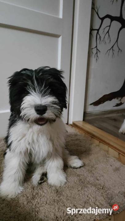 polski owczarek nizinny Jarosław