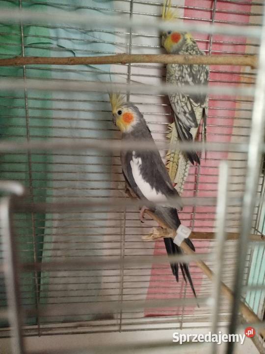 Sprzedam zamienię nimfy