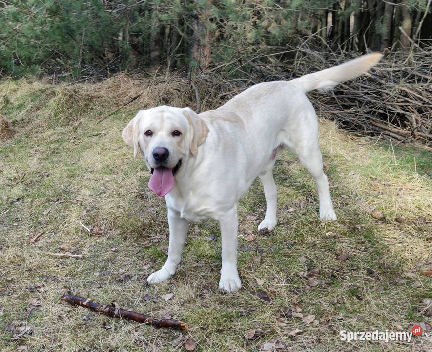 Szczeniaki Labrador Retriever biszkoptowe łódzkie Żelechlinek