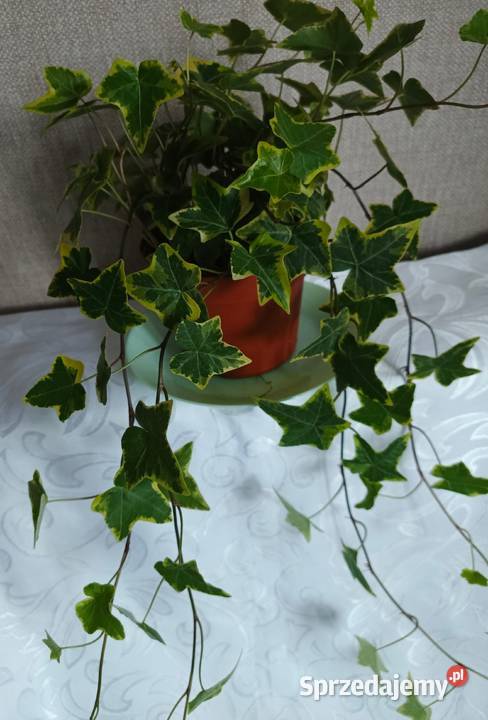 Roślina doniczkowa bluszcz Hedera Helix Łódź
