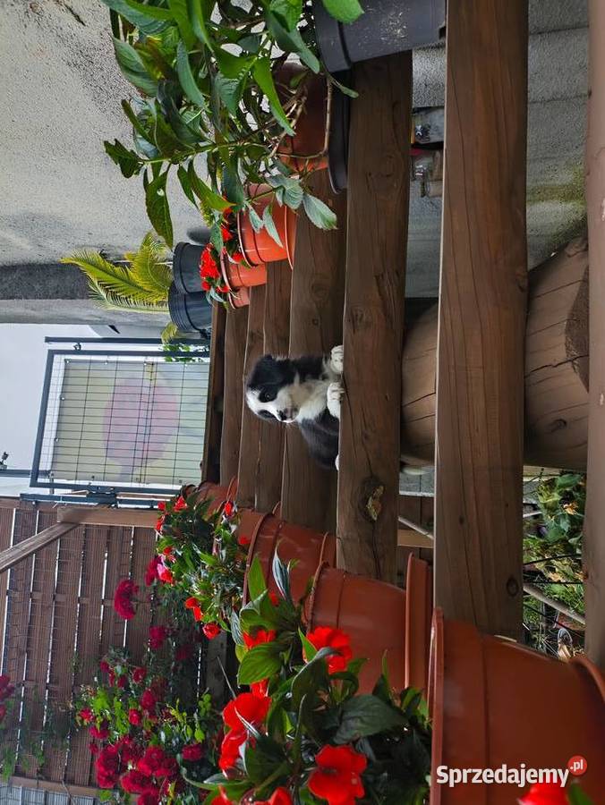 Suczka Border collie czarnobiała z rodowodem z podkarpackie