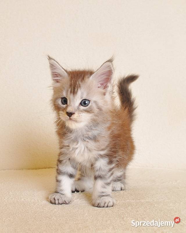 Przepiękna koteczka Maine Coon Rodowód PZFWCF Białystok sprzedam