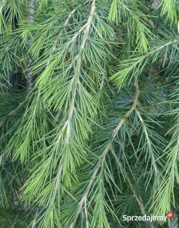 CEDR HIMALAJSKI Cedrus deodara NASIONA 1000 Lubanie