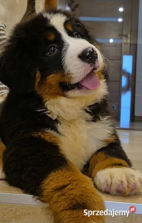 Berneński Pies Pasterski z rodowodem łódzkie Wieluń