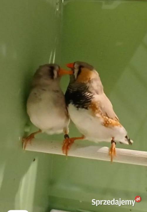 Zeberki wystawowe Sosnowiec