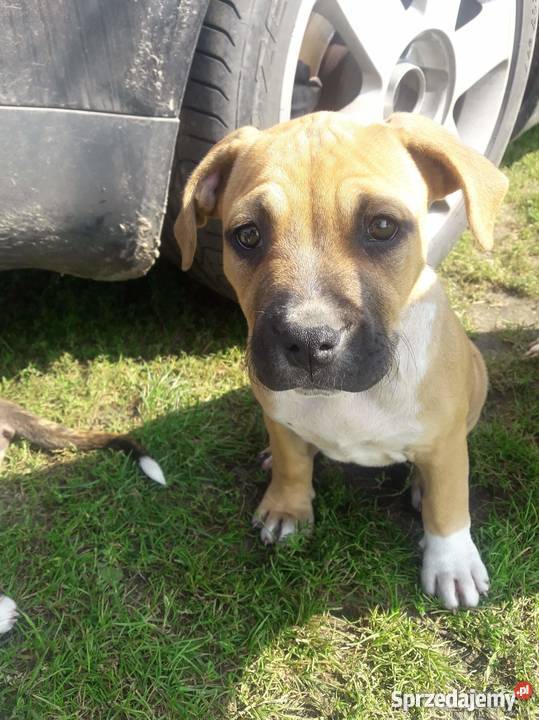 Piękny szczeniak rasy Amstaff sprzedam