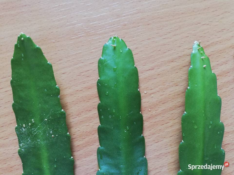 Epiphyllum Ackermannii epifilum epifilium duże Szczecin