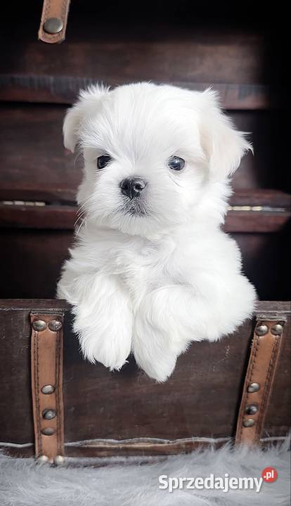 Maltańczyk suczka FCI Warszawa