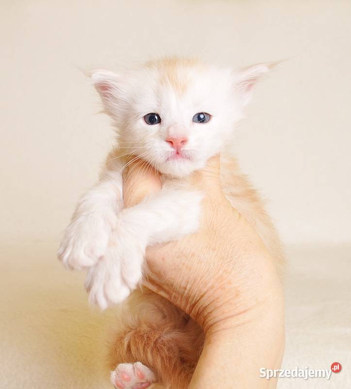 Przepiękny biszkoptowy kocurek z Rodowodem Białystok sprzedam