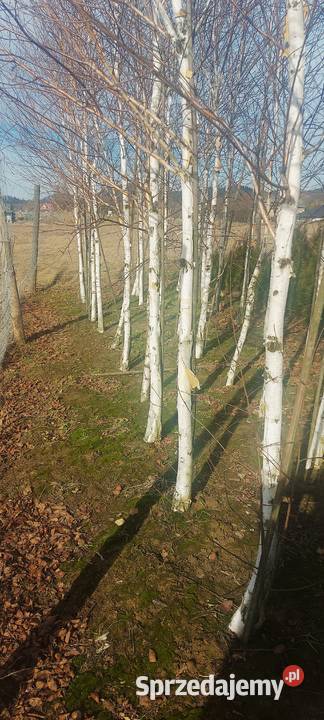 brzoza pożyteczna Doorenbos obwód 1218