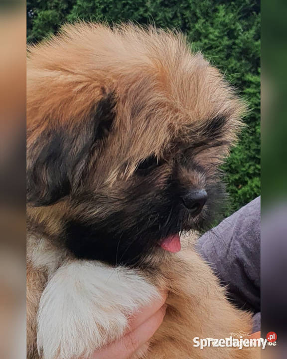 Szczenięta Lhasa Apso kuzyn Shih Tzu rodowód małopolskie Kraków
