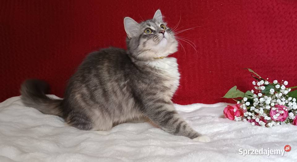 Koty Syberyjskie MELBA ZKolakowegoDomu wielkopolskie Kwilcz