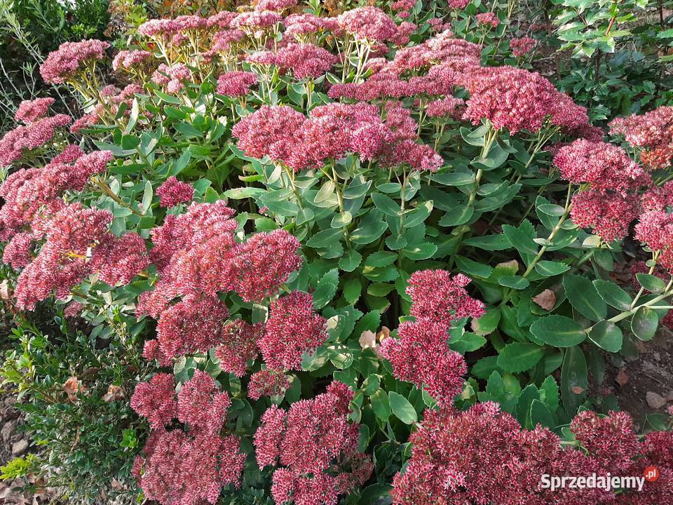 Rozchodnik okazały Brillant dekoracyjny ogrodowy lubelskie