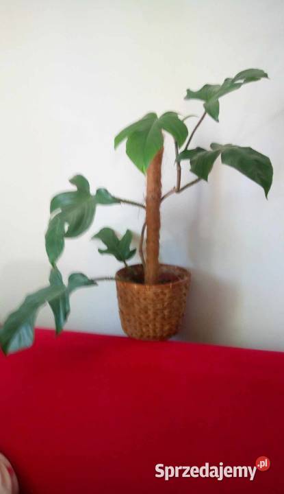 Kwiaty doniczkowe Philodendron squamiferum 05 mazowieckie Warszawa