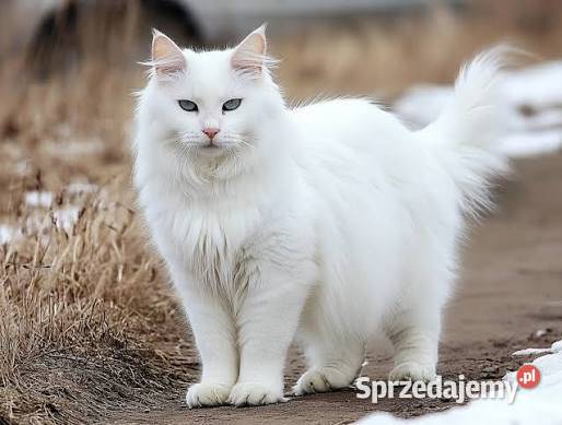 Przygarnę małego kotka Pozostałe Chełm