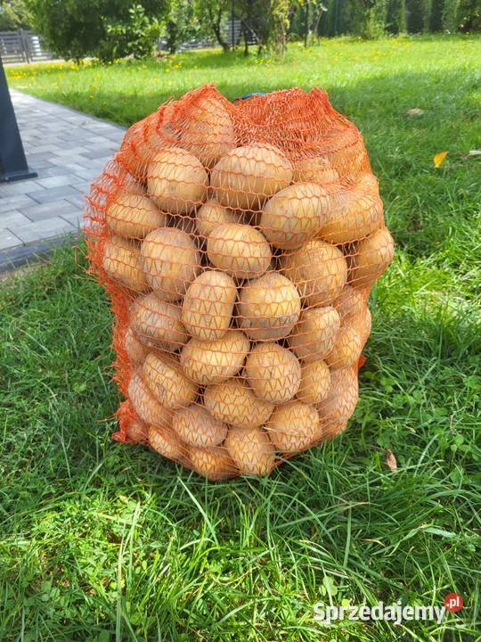 Ziemniaki Soraya Słoboda sprzedam