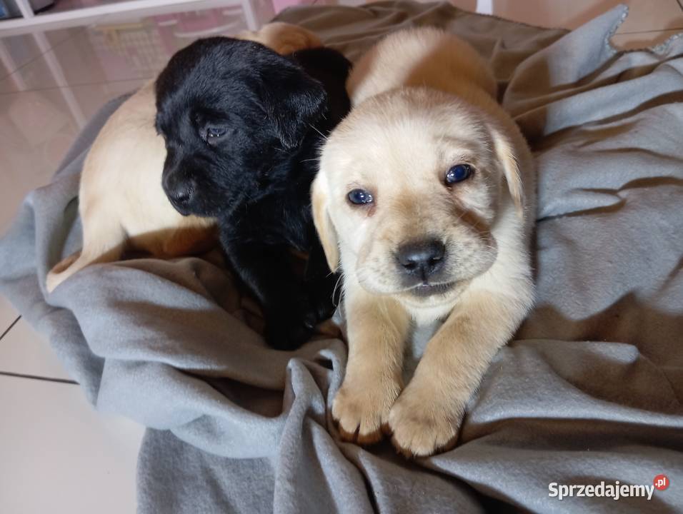 Labrador retriever szczenięta z rodowodem Popowo Stare
