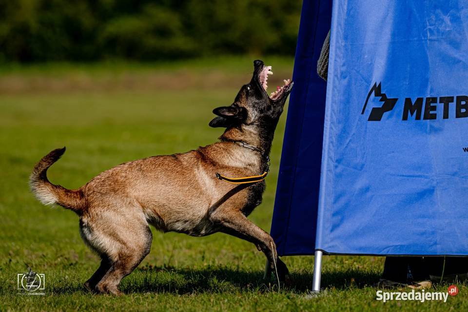 Owczarek Belgijski Malinois FCIZKWP Lubnów