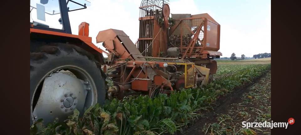 Neptun opolskie sprzedam