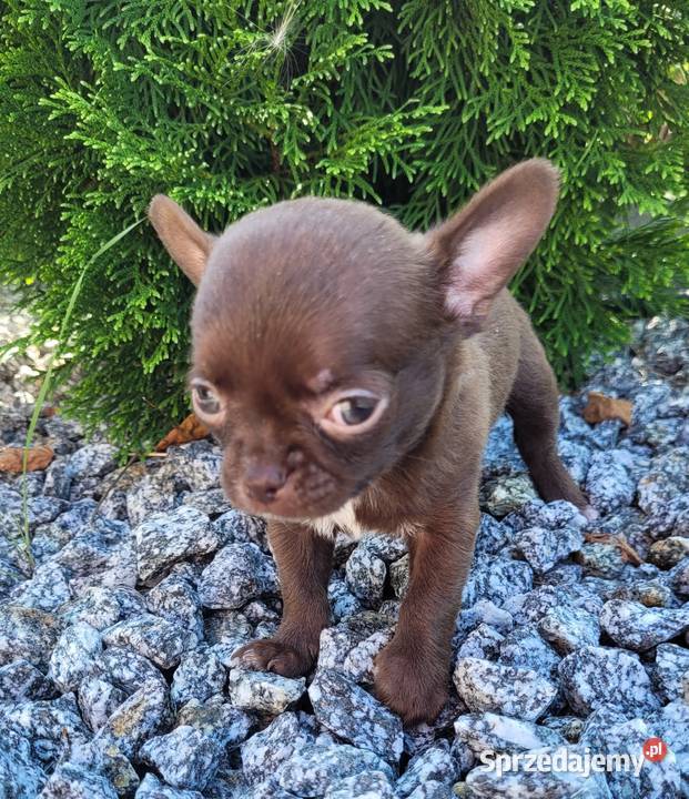 Chihuahua chłopczyk opolskie Lewin Brzeski