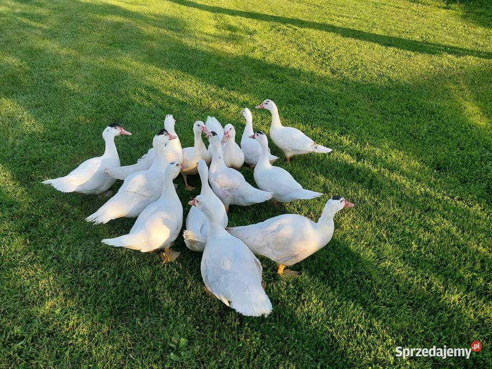 Sprzedam kacze tuszki Pławna Dolna
