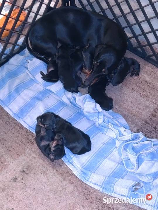 Jamnik miniaturowy Jamnik Niemierzyce