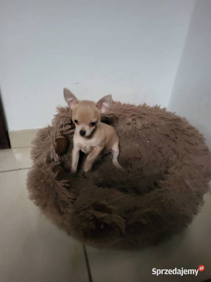 chihuahua