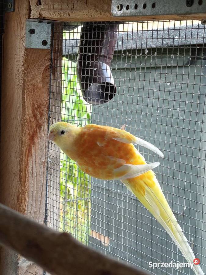 Papugi świergotki pary Wola sprzedam