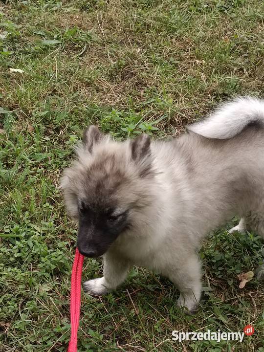 Szczeniak Szpic wilczy wolfspitze FCI ZKWP Brzęczkowice