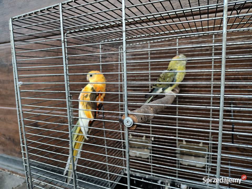 Papugi para Śmigiel sprzedam