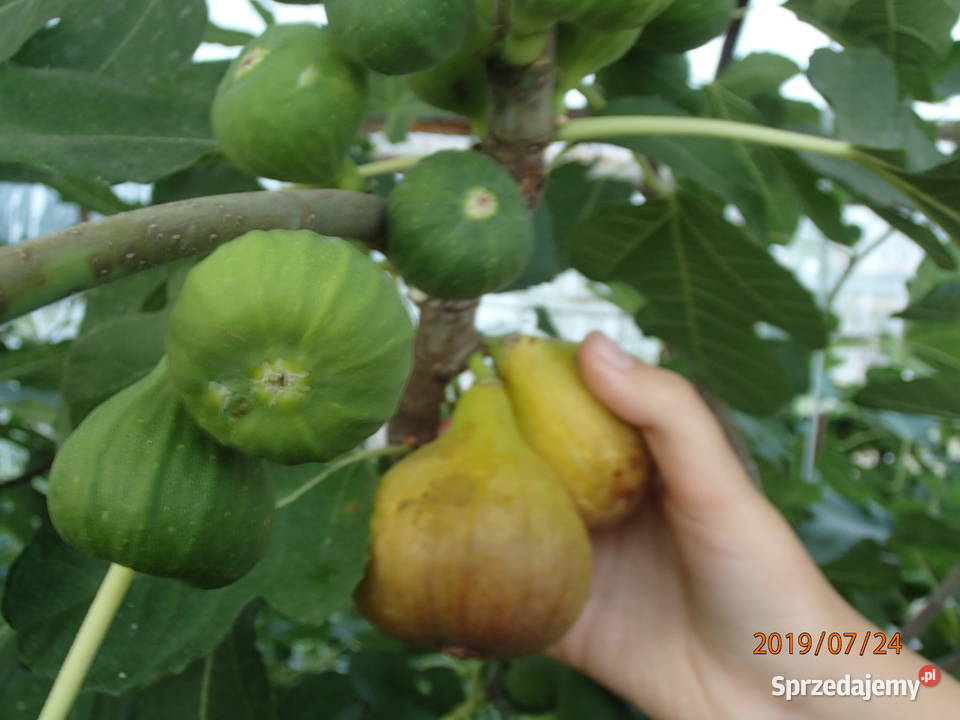 Figa brown turkey sadzonka w doniczce 2030 łódzkie sprzedam