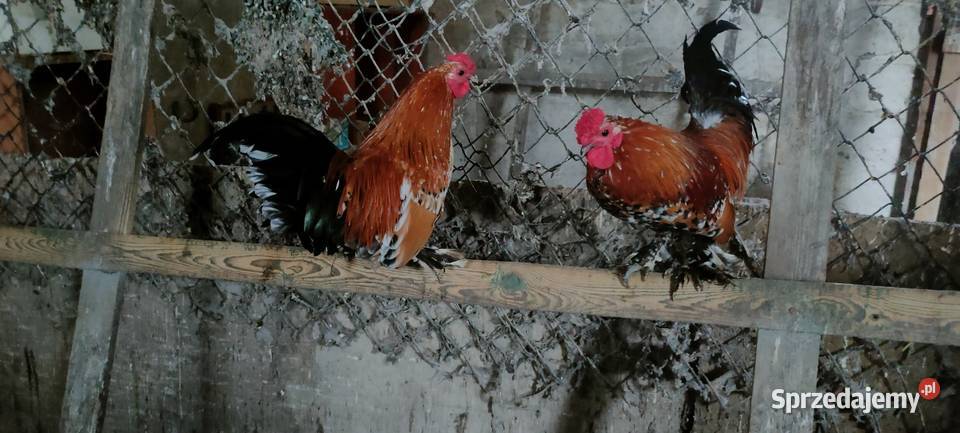 Sprzedam koguty liliputy Drób i ptactwo Tokarówka
