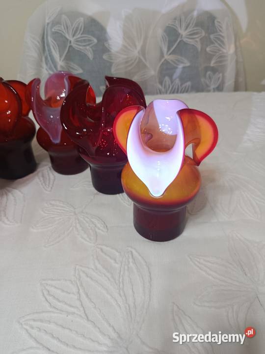 Osiołki CzZubera mazowieckie sprzedam