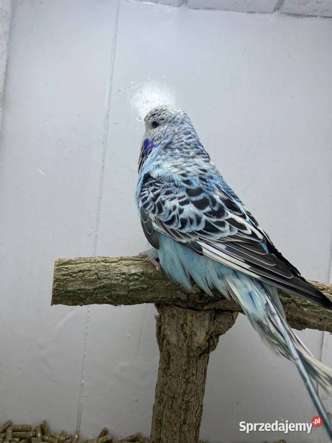 Papugi faliste WPF wystawowe Stodólno sprzedam