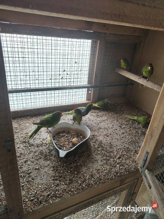Sprzedam papugi modrolotki mazowieckie sprzedam