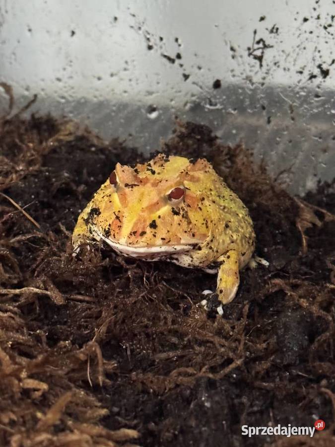 Żaba rogata sprzedam Poznań sprzedam