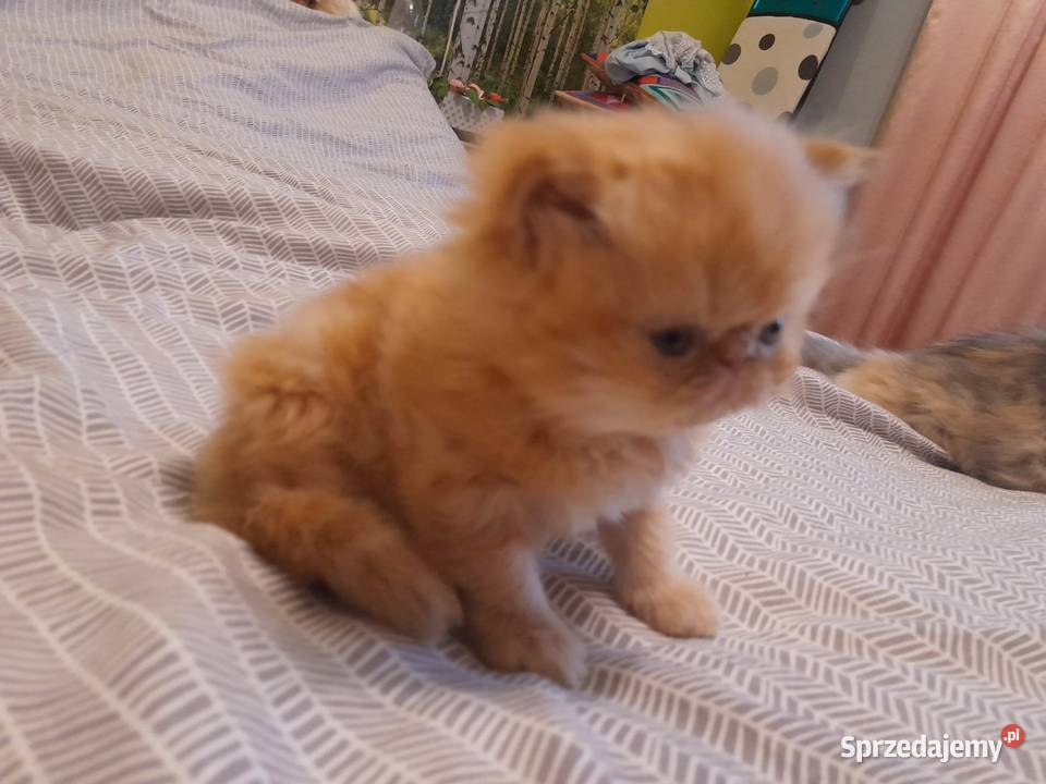 Kocurek perski pers kot Perski