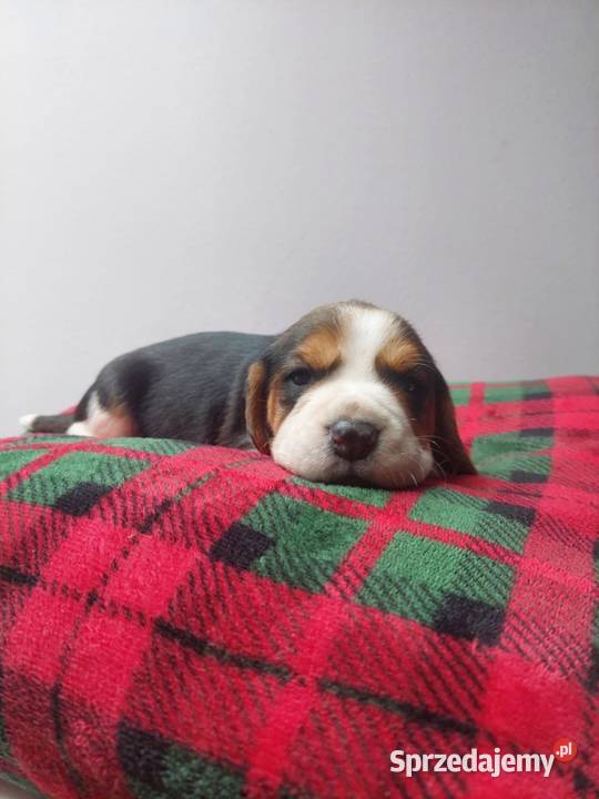 Szczeniaki rasy beagle piesek suczka Kraków