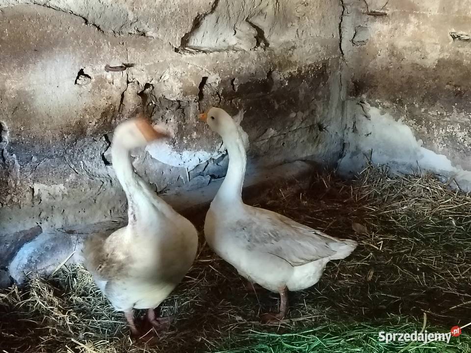 Sprzedam parę gęsi kołudzkich z jajkiem Łaskarzew sprzedam